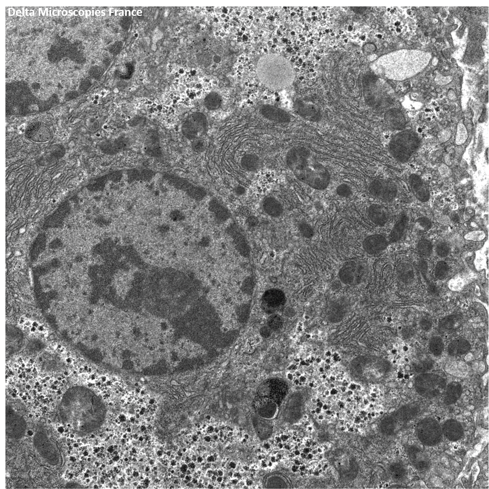 Vue d'ensemble d'un hépatocyte de Gerbie du Sahara.
