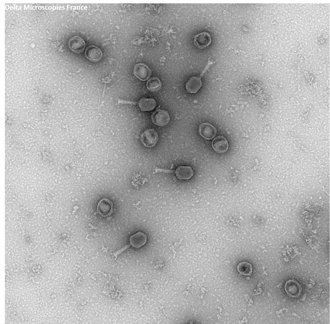 phage T6 1