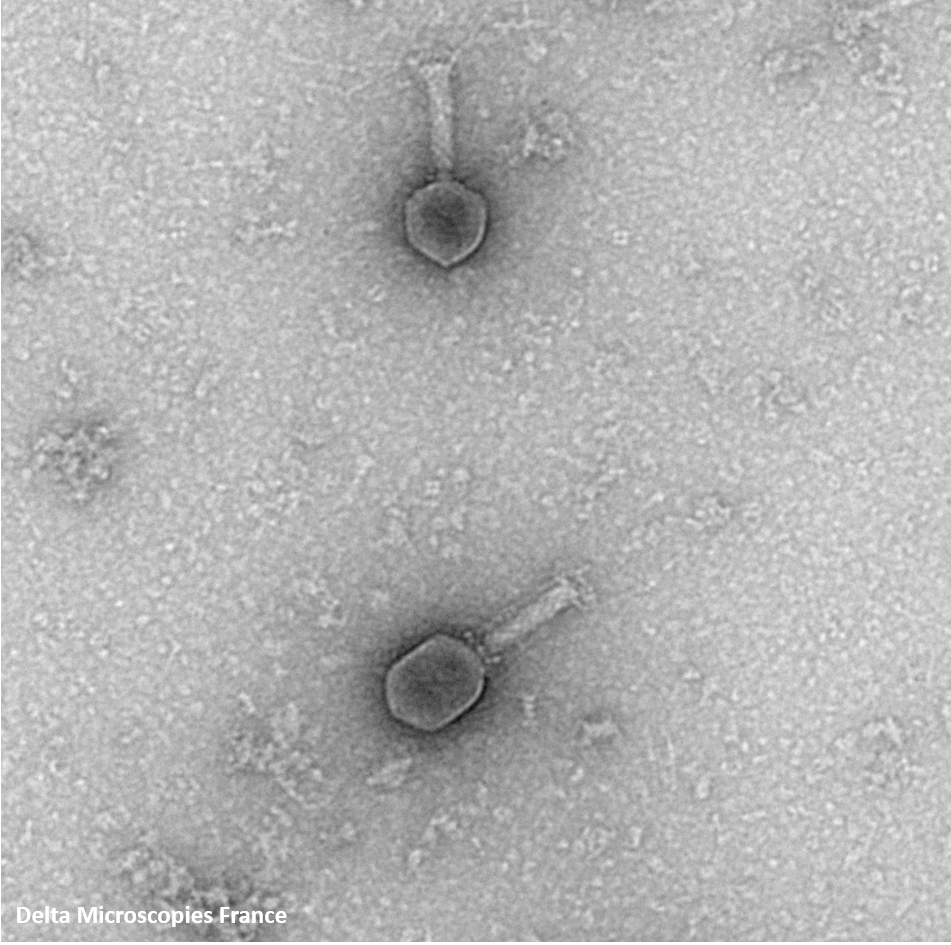 phage T6 3