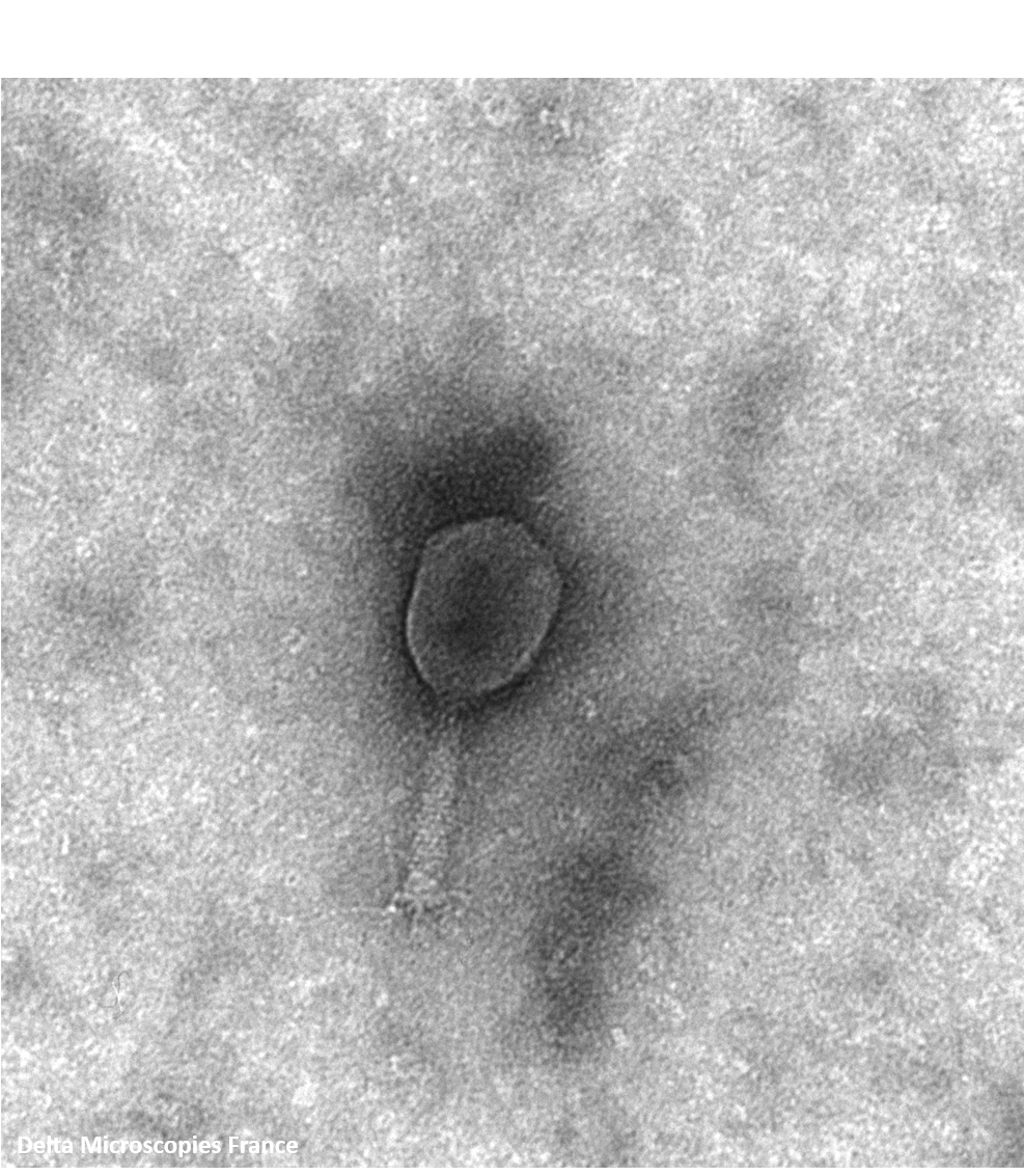 phage T6 4