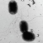 point of view of a phage t6