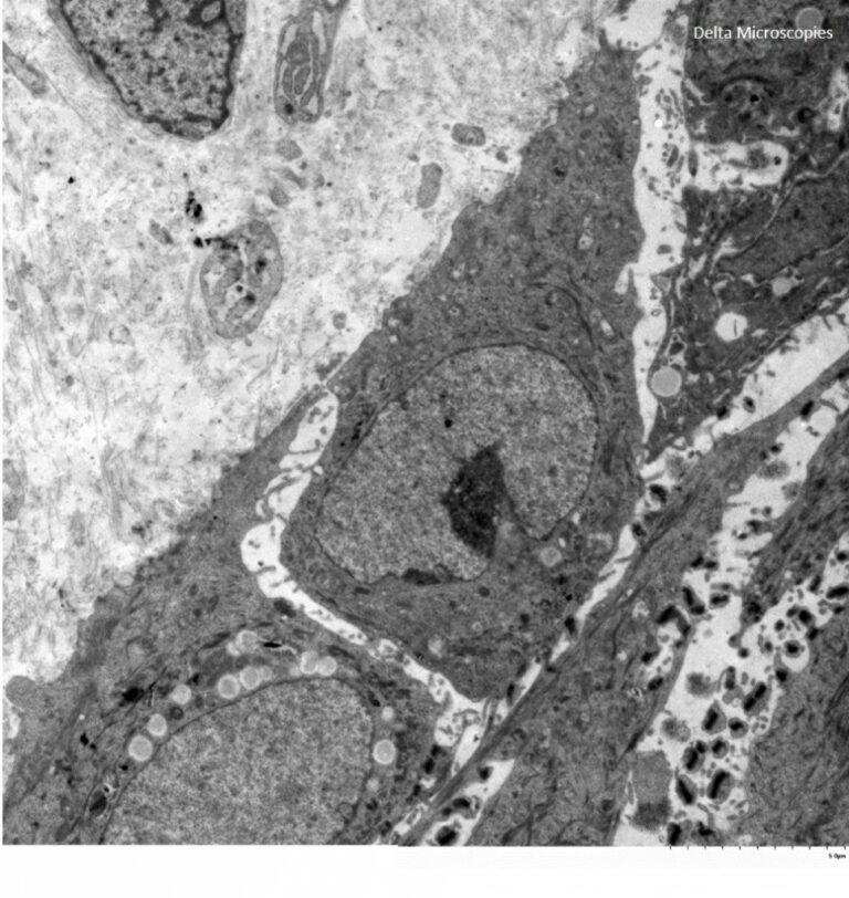 cellular cultur observed with a microscope