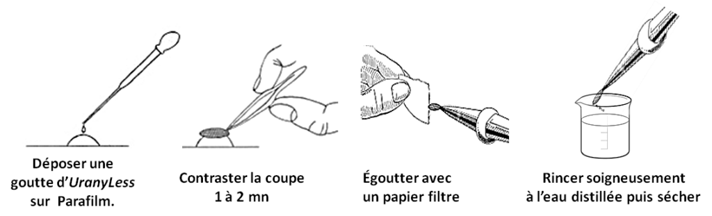 negative stain image protocol