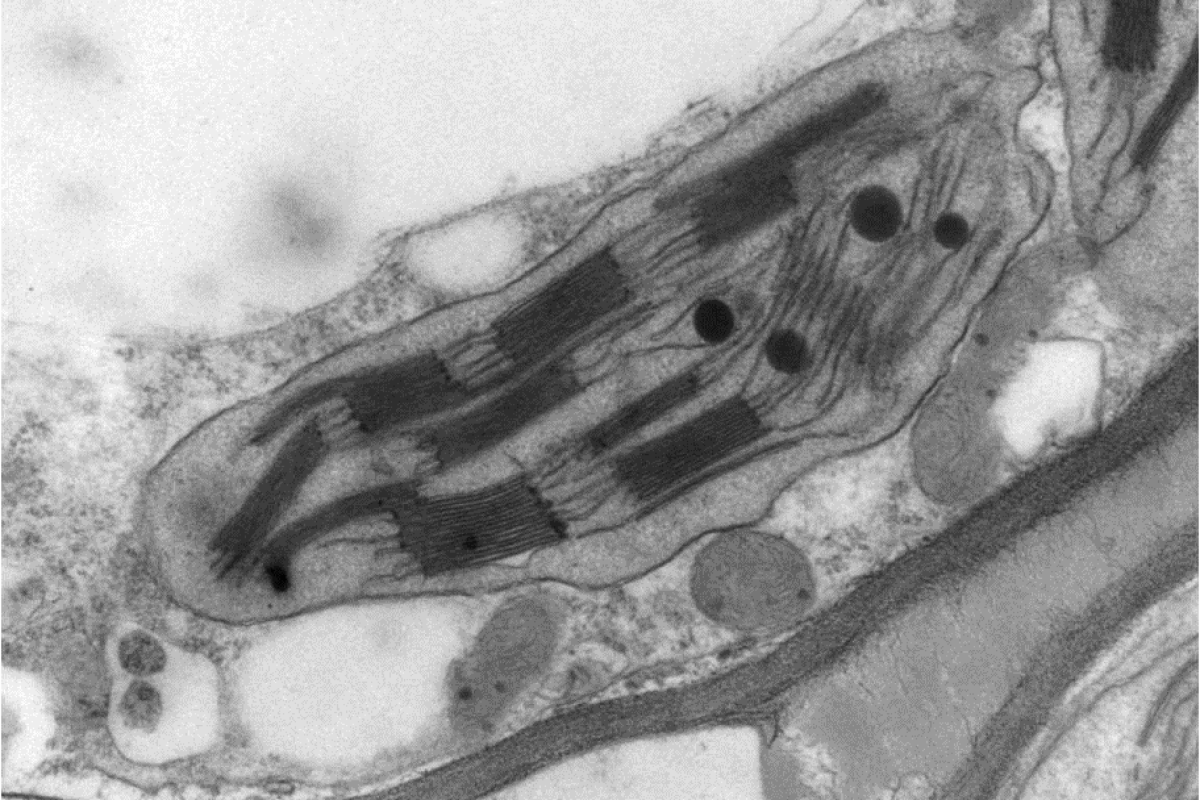 feuille de rosier PLant Tissue