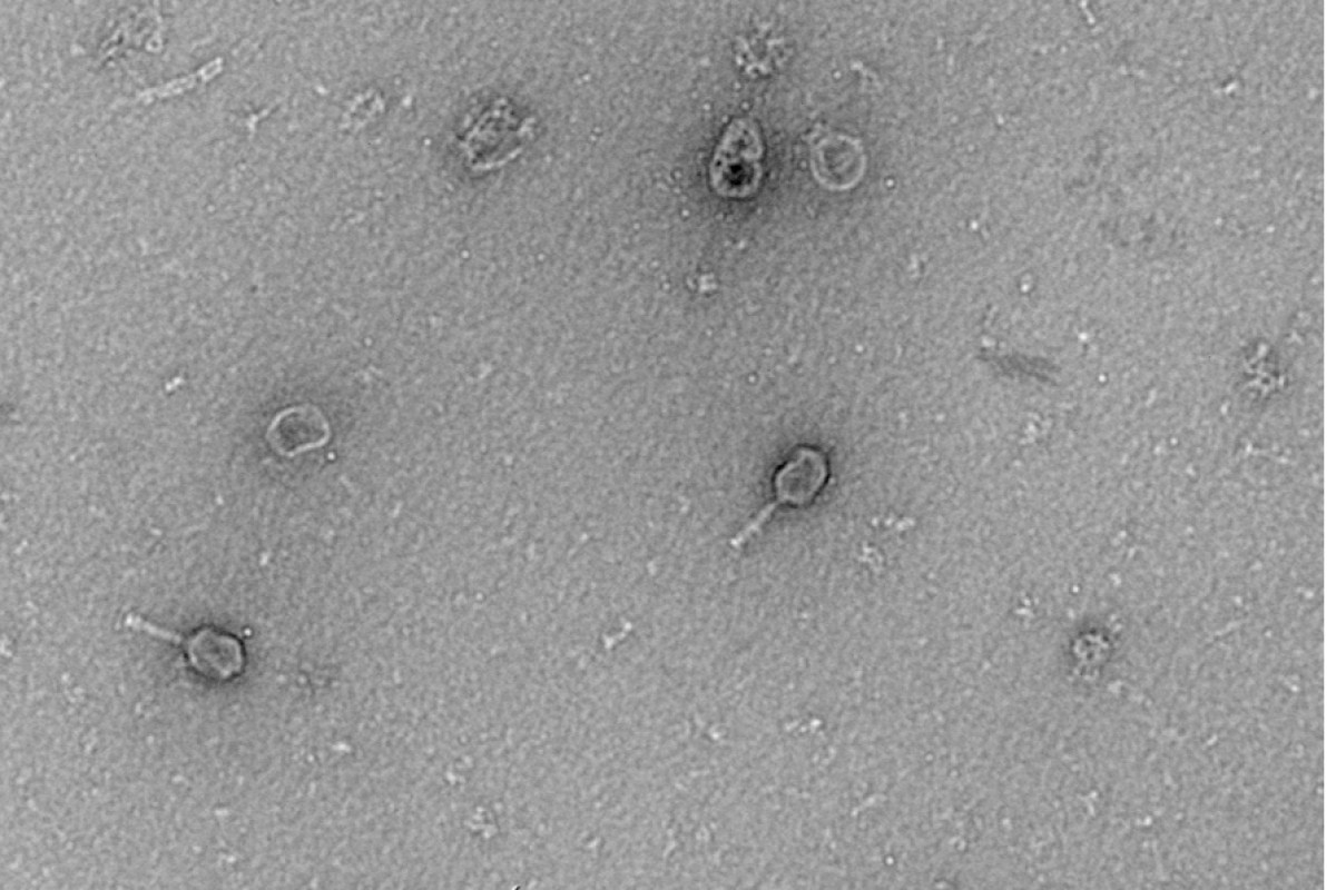 phage-T6-2 (1)